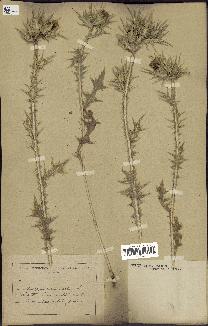 spécimen de Scolymus maculatus