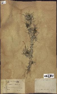spécimen de Scolymus maculatus