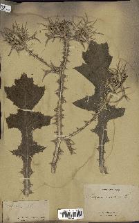 spécimen de Scolymus maculatus