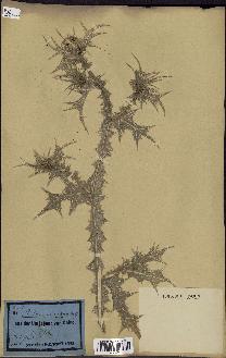spécimen de Scolymus maculatus