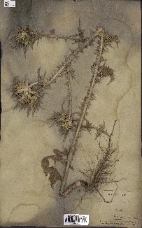 spécimen de Scolymus maculatus