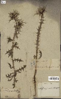 spécimen de Scolymus maculatus