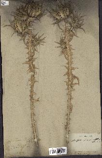 spécimen de Scolymus maculatus