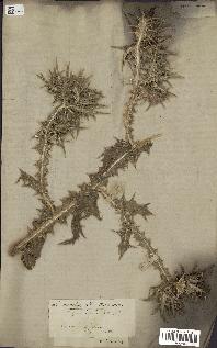 spécimen de Scolymus maculatus