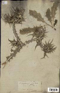 spécimen de Scolymus maculatus
