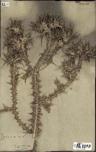 spécimen de Scolymus maculatus