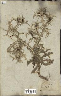 spécimen de Scolymus maculatus