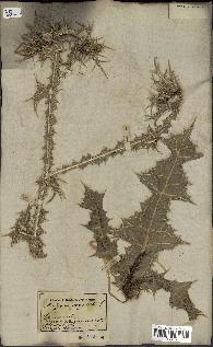 spécimen de Scolymus maculatus