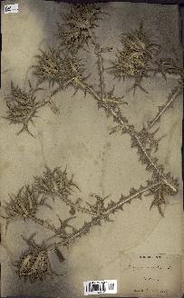 spécimen de Scolymus maculatus