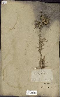 spécimen de Scolymus maculatus