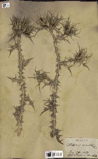 spécimen de Scolymus maculatus