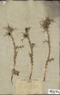 spécimen de Scolymus maculatus
