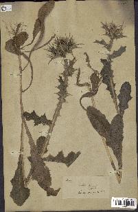 spécimen de Scolymus maculatus