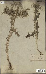 spécimen de Scolymus maculatus