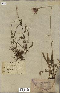 spécimen de Catananche caerulea