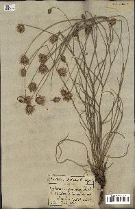 spécimen de Catananche caerulea