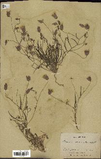 spécimen de Catananche arenaria