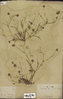 spécimen de Catananche arenaria