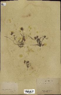 spécimen de Catananche arenaria