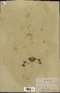 spécimen de Catananche arenaria