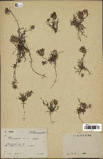 spécimen de Catananche arenaria