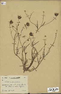 spécimen de Catananche arenaria