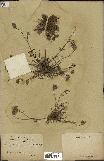 spécimen de Catananche arenaria