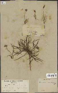 spécimen de Catananche arenaria