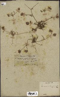 spécimen de Catananche arenaria