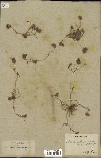 spécimen de Catananche arenaria