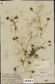 spécimen de Catananche arenaria