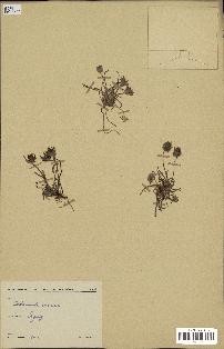 spécimen de Catananche arenaria