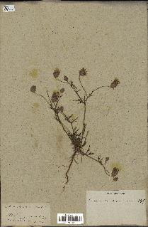 spécimen de Catananche arenaria