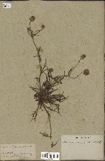 spécimen de Catananche arenaria