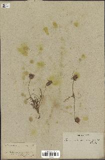 spécimen de Catananche arenaria