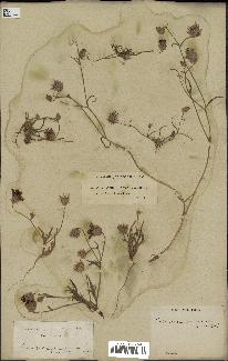 spécimen de Catananche arenaria