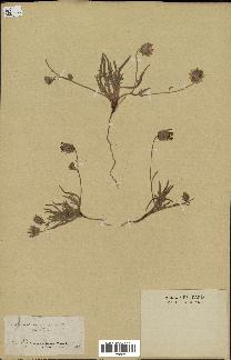 spécimen de Catananche arenaria
