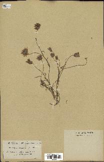 spécimen de Catananche arenaria