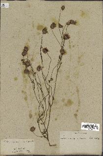 spécimen de Catananche arenaria