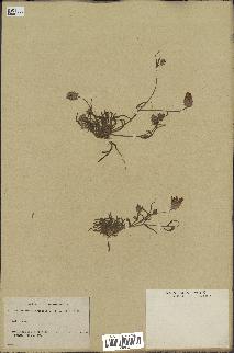 spécimen de Catananche arenaria
