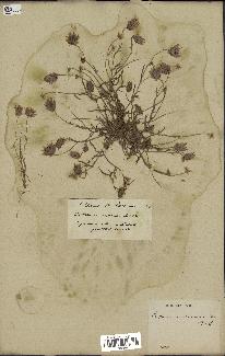 spécimen de Catananche arenaria