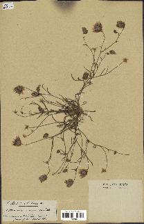 spécimen de Catananche arenaria