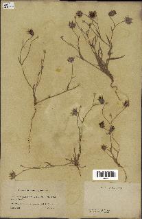 spécimen de Catananche arenaria