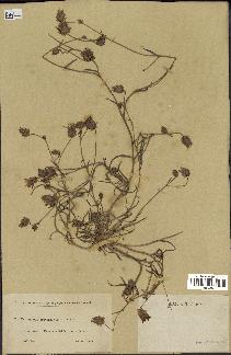 spécimen de Catananche arenaria