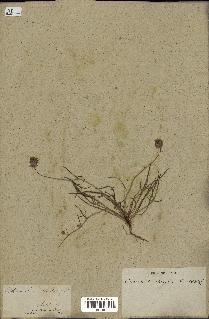 spécimen de Catananche arenaria