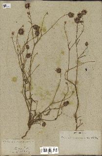 spécimen de Catananche arenaria
