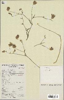 spécimen de Catananche arenaria