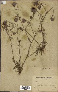 spécimen de Catananche arenaria
