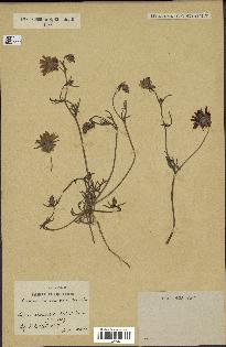 spécimen de Catananche arenaria