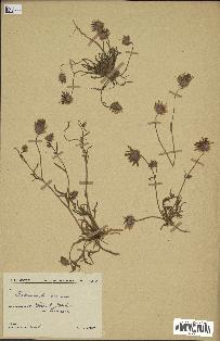 spécimen de Catananche arenaria